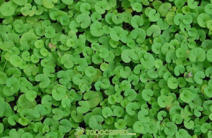 césped dichondra