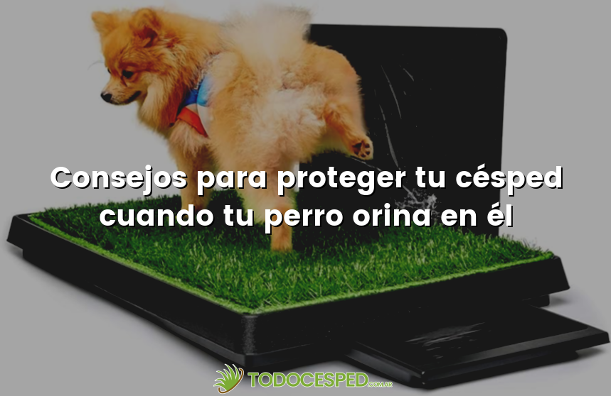Consejos para proteger tu césped cuando tu perro orina en él