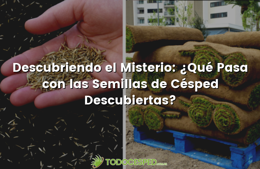 Descubriendo el Misterio: ¿Qué Pasa con las Semillas de Césped Descubiertas?